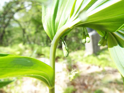 オオナルコユリの蕾