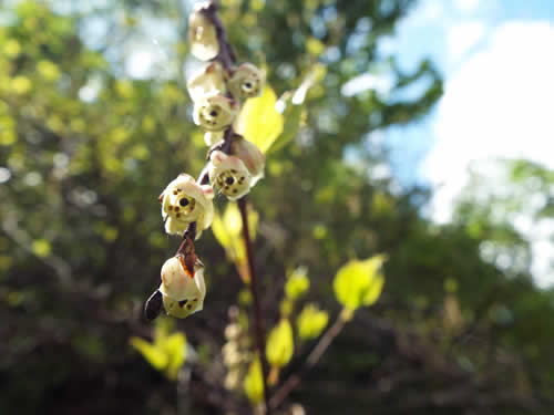 キブシの花