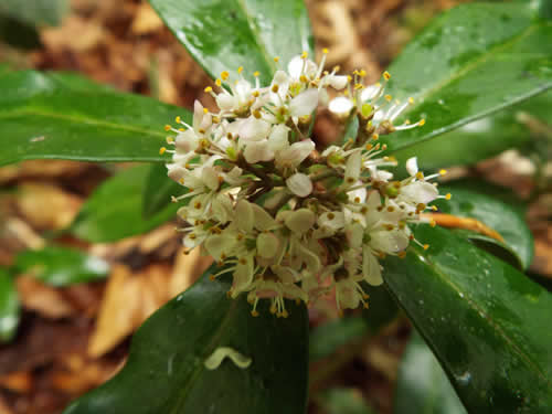 ツルシキミの花。