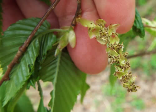 クマシデ花